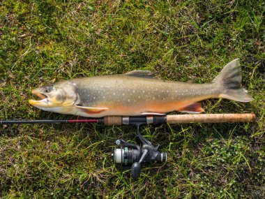 Staloluokta, Norrbotten, İsveç, Agust 13, 2021: Büyük balık avı. Arktik char ya da charr, Salvelinus alpinus sinek oltasının yanındaki yeşil bitki örtüsünde yatıyor. Laponya gölüne yakalanmış.