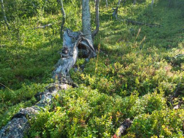 Yaban mersini çalıları, devrilmiş ağaç gövdeleri ve yeşil otlarla el değmemiş sık huş ağaçları. İsveç Laponya doğası