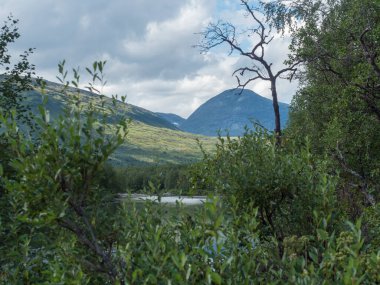 Vahşi Tarra nehrindeki söğüt ağacı çalılarının üzerine bak. Yeşil tepeleri ve ormanı olan Tarrajakka. Padjelantaleden yürüyüş yolu. Yaz güneşli bir gün, mavi gökyüzü Laponya, İsveç