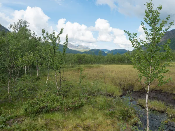 Schöne nördliche Landschaft in Schwedisch Lappland. Grüne Wiese mit kleinem Wasserlauf, Birken, Bergen und Hügeln am Padjelantaleden-Wanderweg. Sommertag, blauer Himmel. — Stockfoto