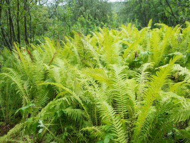 Eğreltiotu yaprakları yemyeşil yapraklar. Ormandaki çim ve ormanlı, güzel, büyüyen erkek eğreltiotlarına yakın. Doğal arkaplan.