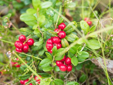 Red wild ripe cranberry on green background close-up view, lingonberry berry on a bush in the forest..