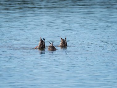 Group of three barnacle goose is looking for the food. Birds dives into the water only tail and butt is protruding from the blue water