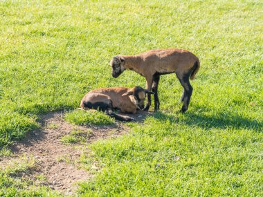 Two cute lambs of Cameroon sheep, Cameroon Dwarf sheep plays on green grass pasture, selective focus