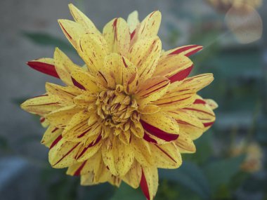 Close up macro of vibrant yellow red striped dahlia flower in full bloom Selective focus