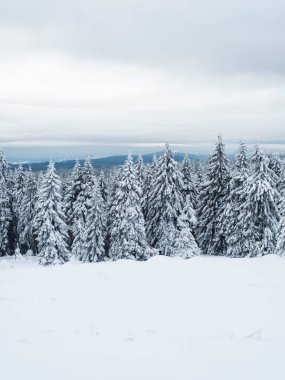 View of winter landscape with fields downhill over snowy spruce tree forest with snow covered conifers. Krkonose Mountains, Czech Republic, cloudy day.