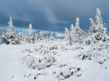 View of winter landscape with snowy spruce tree forest with snow covered conifers. Krkonose Mountains, Czech Republic, cloudy day, dramatic sky, blue clouds.