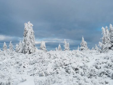 View of winter landscape with snowy spruce tree forest with snow covered conifers. Krkonose Mountains, Czech Republic, cloudy day, dramatic sky, blue clouds.