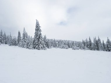 View of winter landscape with fields downhill over snowy spruce tree forest with snow covered conifers. Krkonose Mountains, Czech Republic, cloudy day.