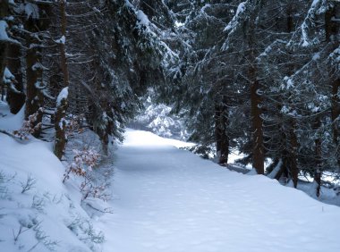 Snowy road in winter forest with snow covered spruce trees in Krkonose Mountains, Czech Republic.