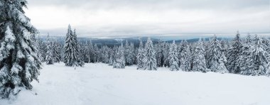 Panoramic view of winter landscape with fields downhill over snowy spruce tree forest with snow covered conifers. Krkonose Mountains, Czech Republic, cloudy day.