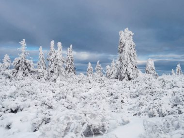 View of winter landscape with snowy spruce tree forest with snow covered conifers. Krkonose Mountains, Czech Republic, cloudy day, dramatic sky, blue clouds.