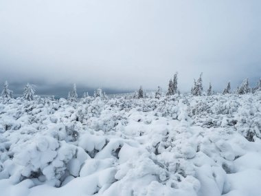 View of winter landscape with snowy spruce tree forest with snow covered conifers. Krkonose Mountains, Czech Republic, cloudy day, white fog, calm mood, monochromatic.