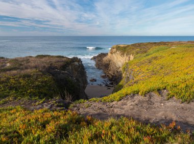 Carpobrotus Edulis 'in kırmızı ve yeşil yapraklı kayalık deniz kıyıları, Portekiz' in Porto Covo kentindeki Vicentina sahilinde Praia pequena yakınlarında sürünen sulu bitkiler.
