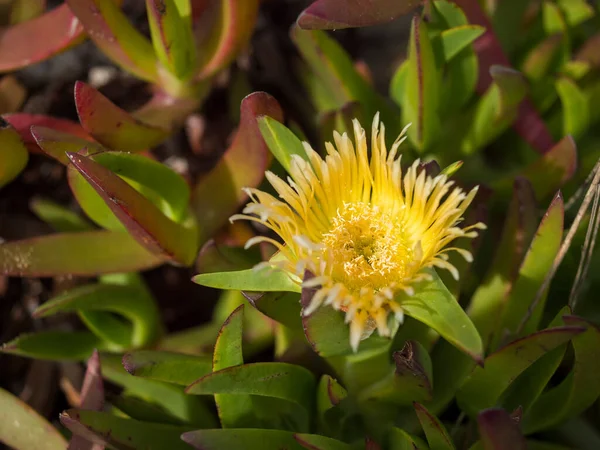 Zblízka Žlutě Kvetoucí Kyselý Fíkový Květ Carpobrotus Edulis Podzemní Plíživá — Stock fotografie