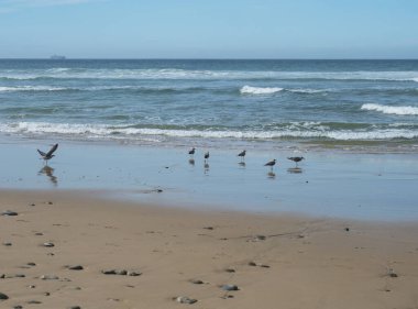 Portekiz 'in Porto Covo kenti yakınlarındaki Rota Vicentina sahilindeki ıslak altın kum üzerinde çakıl taşları, okyanus dalgaları ve martı sürüsü ile boş kumsal manzarası.