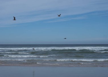 Portekiz 'in Porto Covo yakınlarındaki Rota Vicentina sahilinde çakıl taşları, okyanus dalgaları ve uçan martıların olduğu boş kumsal manzarası.