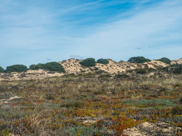 Pohled Písečné Duny Pokryté Zelenými Keři Středomořskou Šťavnatou Vegetací Divokém — Stock fotografie