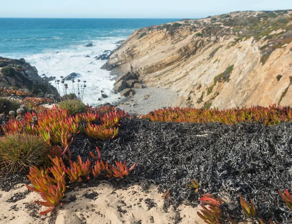 Close up green and red leaves of sour fig flower and the Sea thrift, Armeria maritima growing from sand beach on background of ocean rock and cliffs in mediterranean. Selective focus.