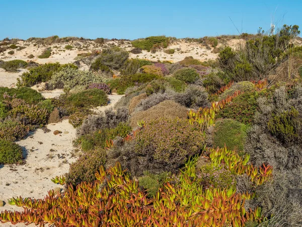 Pohled Mořské Písečné Duny Pokryté Zelenou Vegetací Kvetoucími Růžovými Vřesovišti — Stock fotografie