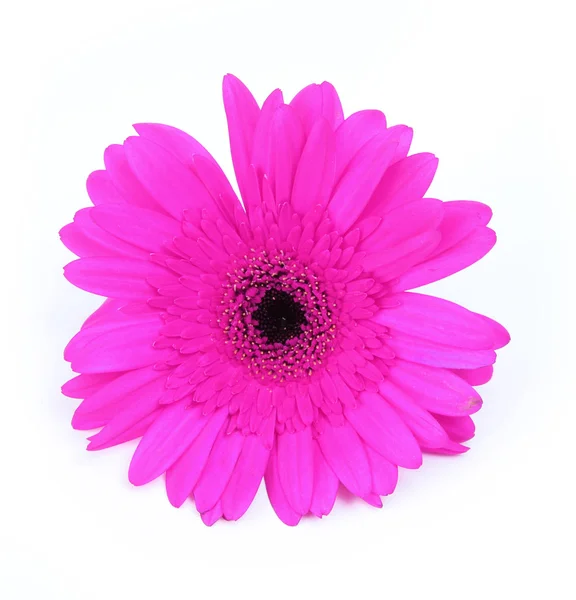 Hot pink gerbera flower isolated on white — Stock Photo, Image