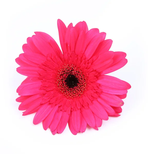 Flor de gerbera rosa quente isolada em branco — Fotografia de Stock