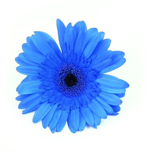 Blue gerbera flower isolated on white — Stock Photo, Image