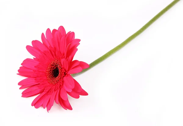 Flor de gerbera vermelha isolada em branco — Fotografia de Stock