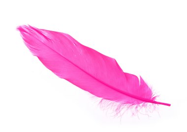 pembe tüy üzerinde beyaz izole