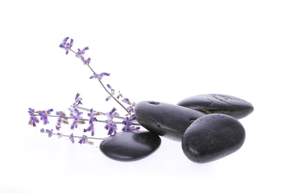 Spa stones and lavender flower isolated on white — Stock Photo, Image