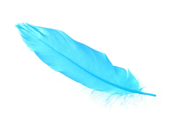 Turquoise feather isolated on white — Stock Photo, Image