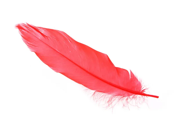 Pluma roja aislada en blanco — Foto de Stock