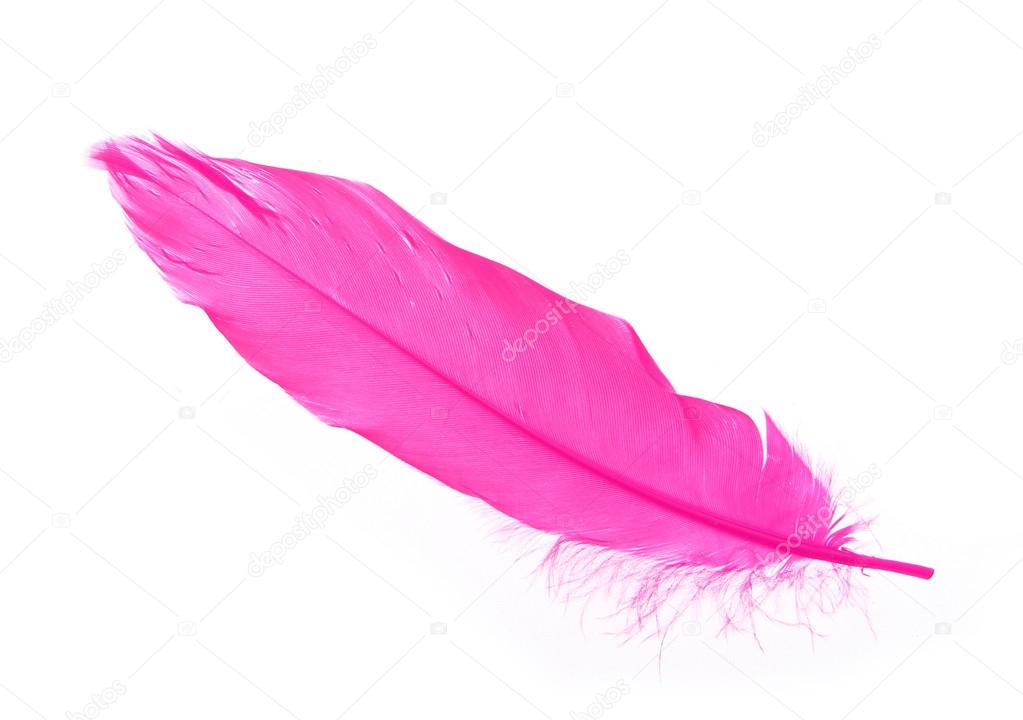 Pink feather isolated on white