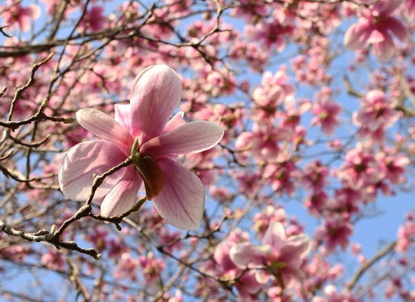 Magnolie strom v jarní — Stock fotografie