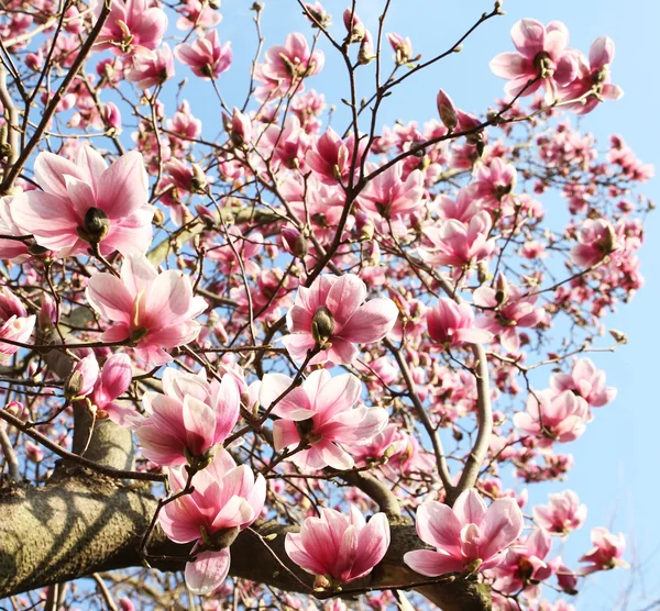 Magnolia arbre au printemps — Photo