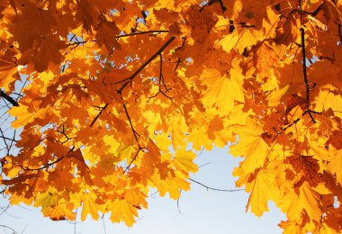 Sarı yapraklar, güneş, Sonbaharda akçaağaç şubeleri