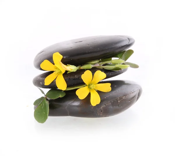 Piedras de spa con flores amarillas aisladas en blanco —  Fotos de Stock