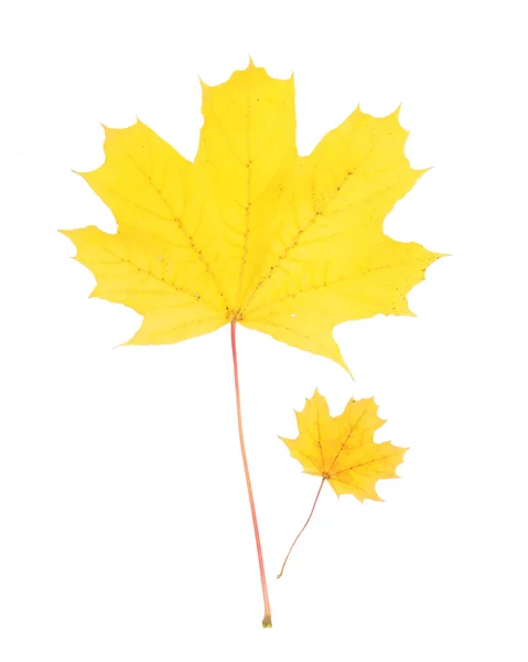 Maple yellow leaves isolated on white — Stock Photo, Image