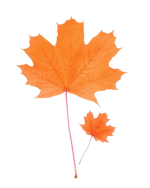 Maple leaves isolated on white — Stock Photo, Image