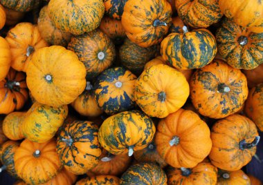 Heap of tiny spotted pumpkins clipart