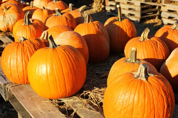 Calabazas sobre madera vieja — Foto de Stock