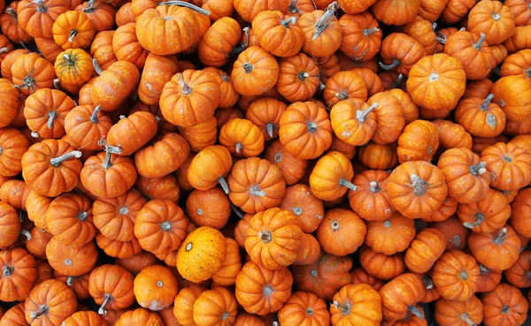 Heap of tiny pumpkins — Stock Photo, Image