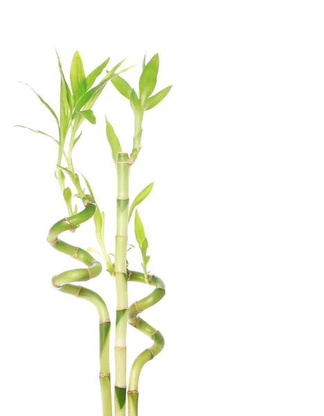 Красивый зеленый бамбук изолирован на белом — стоковое фото