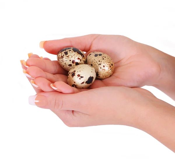 Quail eggs in hands isolated on white — Stock Photo, Image