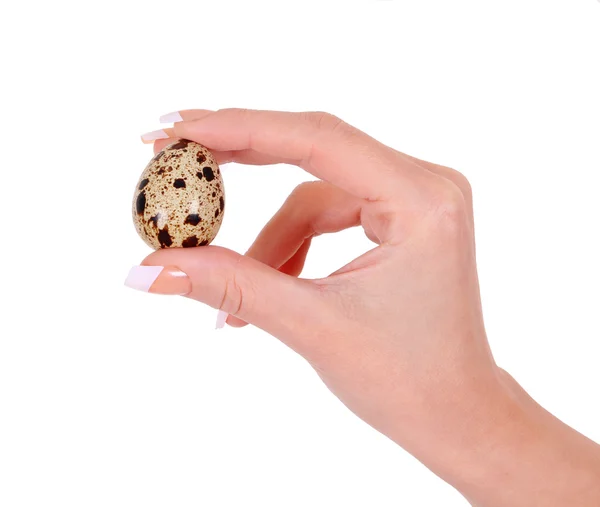 Quail egg in hand isolated on white — Stock Photo, Image