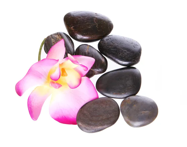 Spa stones and beautiful hot pink orchid flower isolated on white — Stock Photo, Image