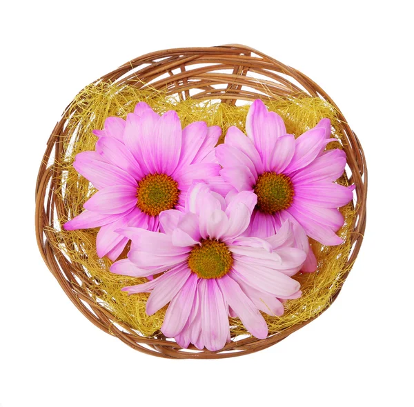 Flores de Páscoa em cesta isoladas em camomilas brancas, rosa quente — Fotografia de Stock