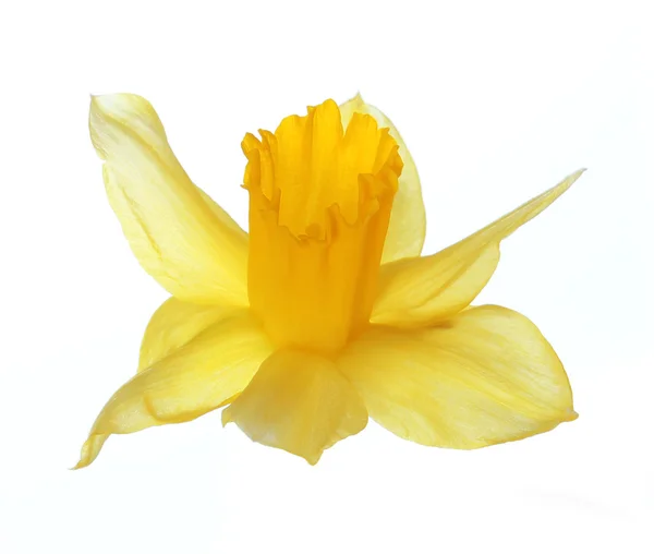 Yellow narcissus flower isolated on white background — Stock Photo, Image