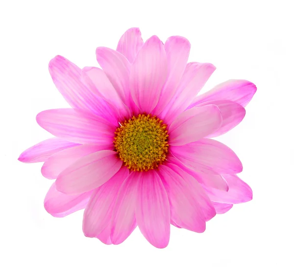 Różowy chryzantema kwiat na białym tle — Zdjęcie stockowe