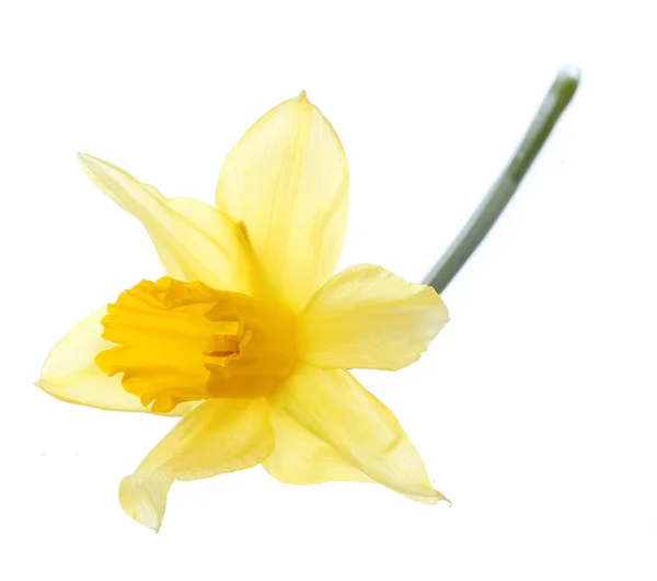 Beyaz arka plan üzerinde izole sarı nergis çiçeği — Stok fotoğraf